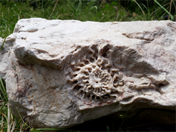 Ammonit Fossilie Foto Toni Trompedeller